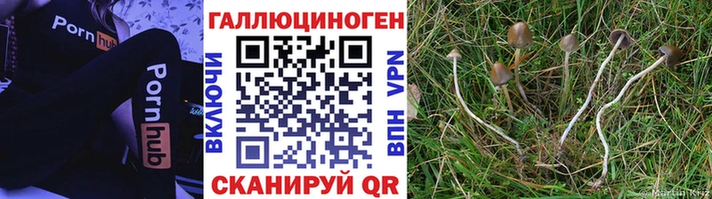 Псилоцибиновые грибы Psilocybe  даркнет сайт  Бийск 